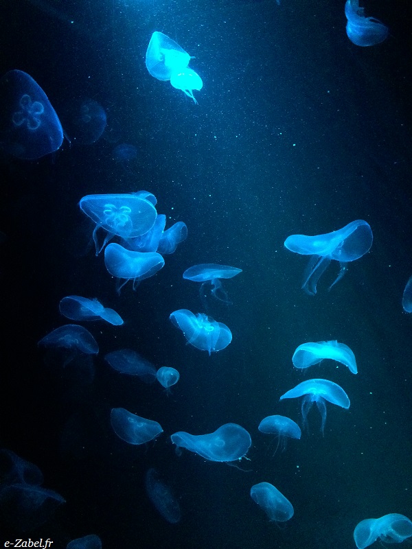 aquarium paris meduses