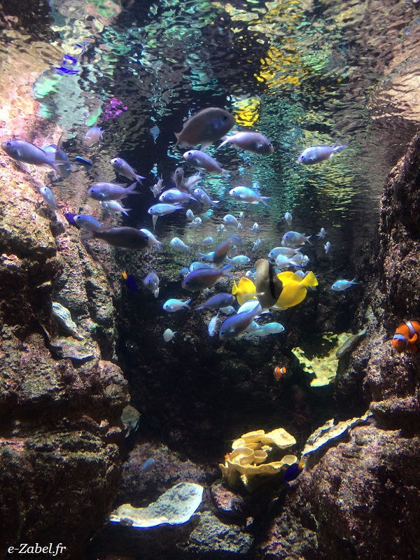 aquarium poissons